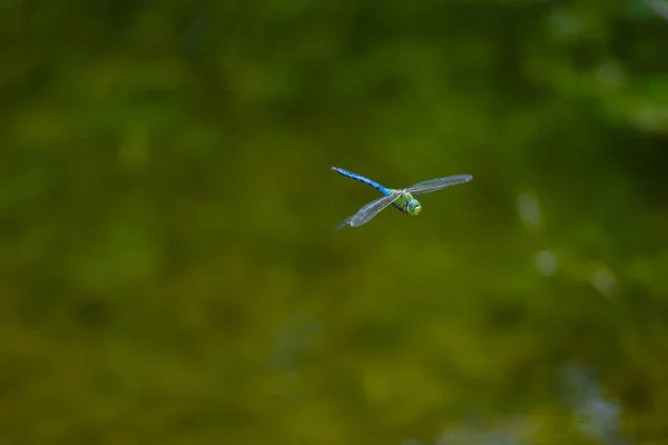 Małe Dragonfly Pływające Niewyraźne Zielone Tło — Zdjęcie stockowe