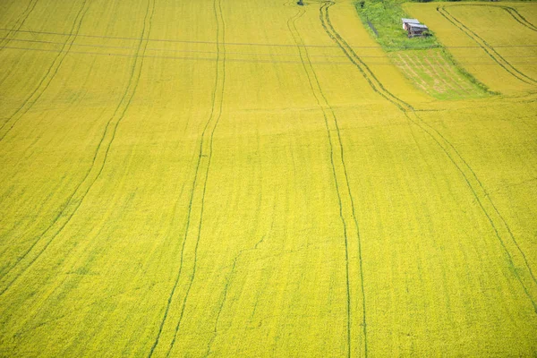 Helle Reifende Weizen Sommerfeld Sonniger Tageszeit — Stockfoto