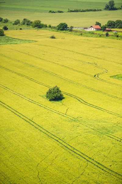 Helle Reifende Weizen Sommerfeld Sonniger Tageszeit — Stockfoto
