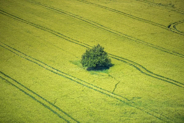 Heldere Rijpings Tarwe Zomer Veld Zonnige Overdag — Stockfoto