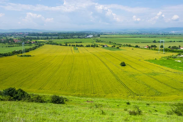 Helle Reifende Weizen Sommerfeld Sonniger Tageszeit — Stockfoto