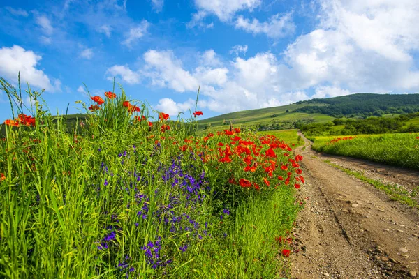 Bright Green Summer Field Full Red Poppies Flowers Daytrime — Stock Photo, Image