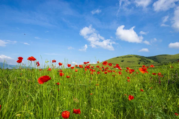 Campo Verão Verde Brilhante Cheio Flores Papoilas Vermelhas Durante Dia — Fotografia de Stock