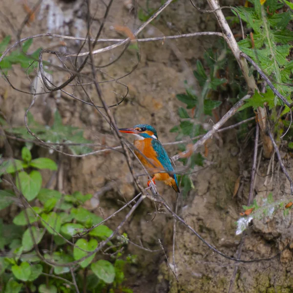 Obserwowanie Ptaków Nad Rzeką Szare Dni — Zdjęcie stockowe