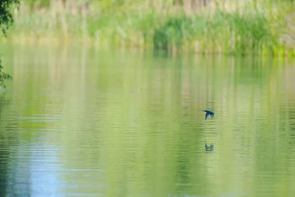 Vogelspotten Rivier Grijs Overdag — Stockfoto