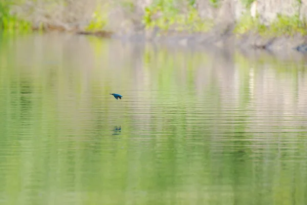Vogelbeobachtung Fluss Bei Grauem Tag — Stockfoto