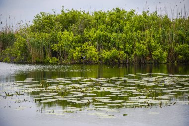 Yanlarda bitkiler ile nehir suyu