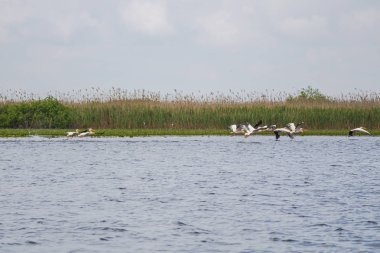Gri günde nehir kıyısında kuş gözleme