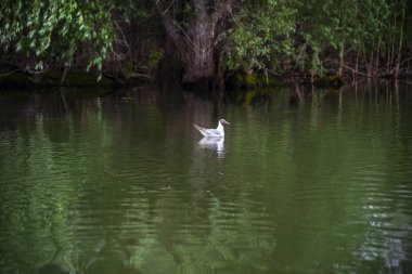 Gri günde nehir kıyısında kuş gözleme