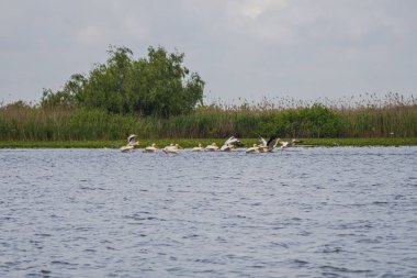 Gri günde nehir kıyısında kuş gözleme