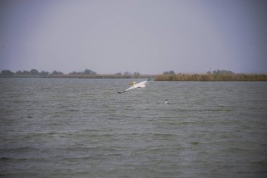 Gri günde nehir kıyısında kuş gözleme