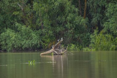 Gri günde nehir kıyısında kuş gözleme