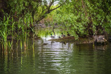 Gri günde nehir kıyısında kuş gözleme