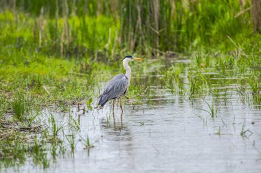 Gri günde nehir kıyısında kuş gözleme