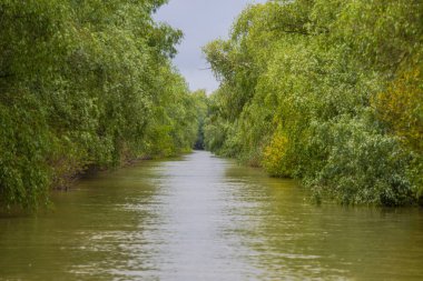 Yanlarda bitkiler ile nehir suyu