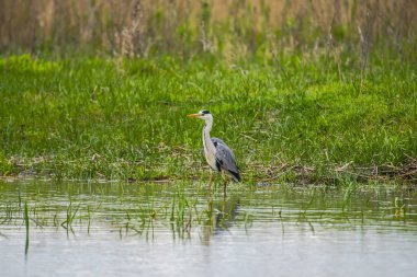 Gri günde nehir kıyısında kuş gözleme