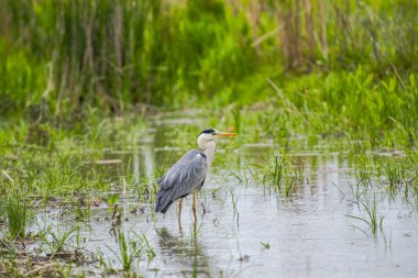 Gri günde nehir kıyısında kuş gözleme
