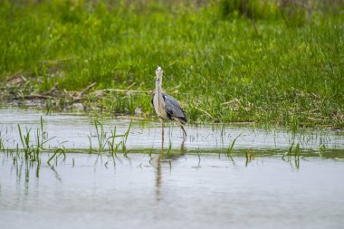 Gri günde nehir kıyısında kuş gözleme