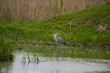 Gri günde nehir kıyısında kuş gözleme