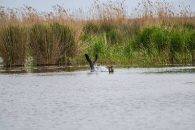 Gri günde nehir kıyısında kuş gözleme
