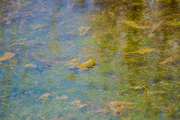 Kleiner Frosch Flachwasser Des Flusses — Stockfoto