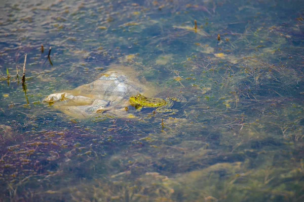 Petite Grenouille Eau Peu Profonde — Photo