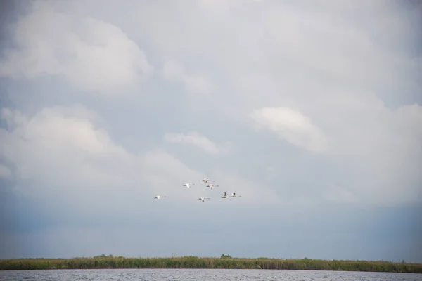 Vogelbeobachtung Fluss Bei Grauem Tag — Stockfoto