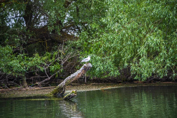 Observation Des Oiseaux Par Rivière Journée Grise — Photo