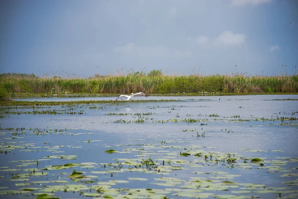 Vogelbeobachtung Fluss Bei Grauem Tag — Stockfoto