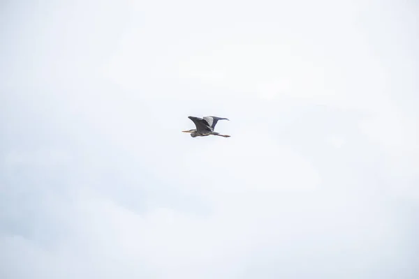 Vogel Fliegt Grauen Himmel — Stockfoto