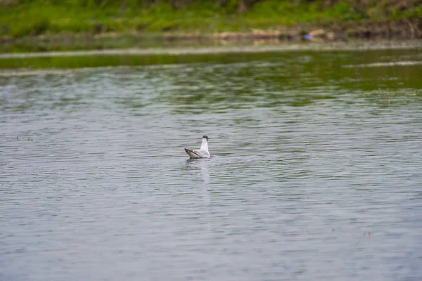 Observation Des Oiseaux Par Rivière Journée Grise — Photo