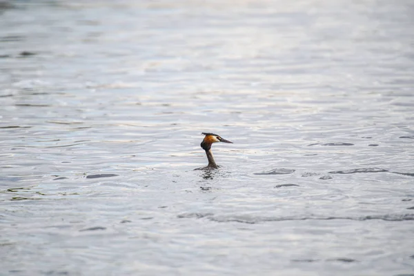 Observation Des Oiseaux Par Rivière Journée Grise — Photo