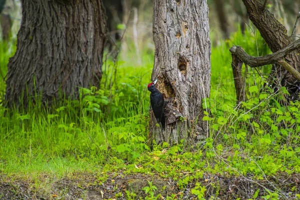 Observation Des Oiseaux Par Rivière Journée Grise — Photo