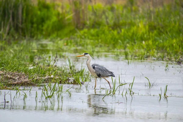 Birdwatching River Grey Daytime — Stock Photo, Image