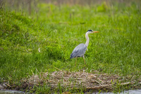 Observation Des Oiseaux Par Rivière Journée Grise — Photo