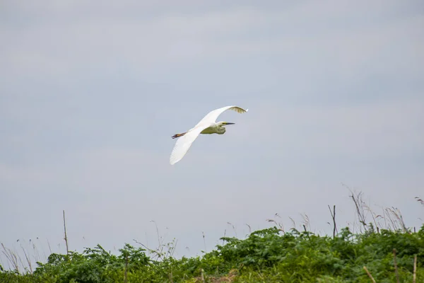 Observación Aves Por Río Durante Día Gris —  Fotos de Stock