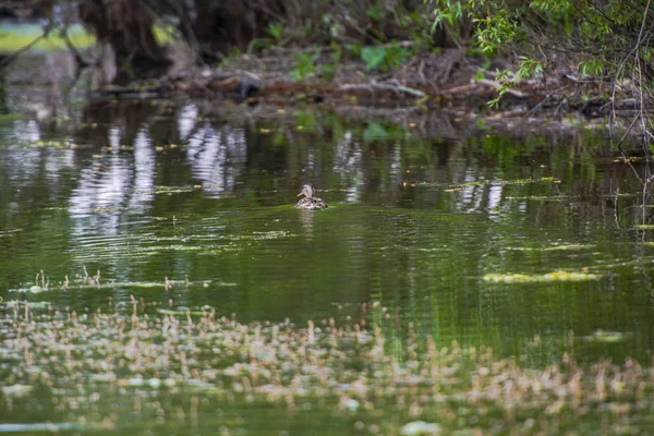 Vogelbeobachtung Fluss Bei Grauem Tag — Stockfoto