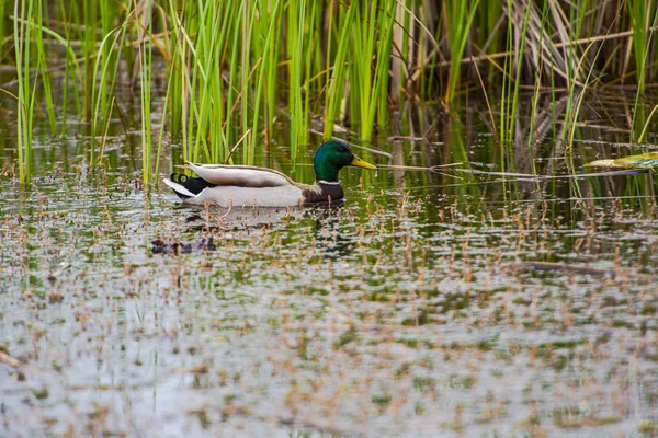 Pozorování Ptáků Řece Šedého Dne — Stock fotografie