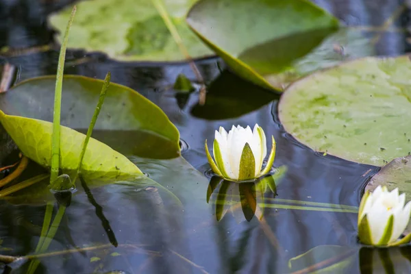 Water Lilies Green River — Stock Photo, Image