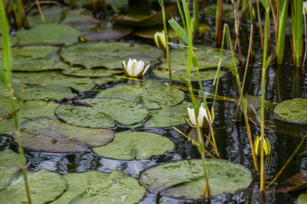 Blühende Pflanzen Flusswasser — Stockfoto