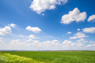 Gündüz parlak yeşil yaz alanı