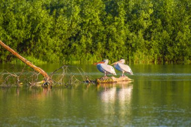 Gri günde nehir kıyısında kuş gözleme