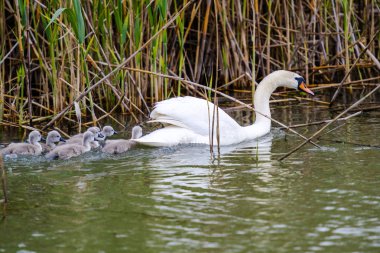 Gri günde nehir kıyısında kuş gözleme