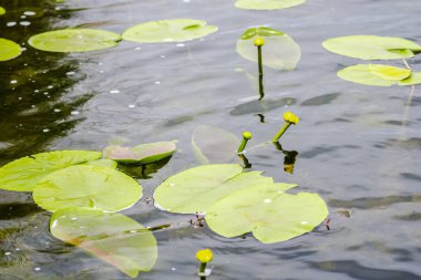 Nehir suyunda çiçek açan bitkiler