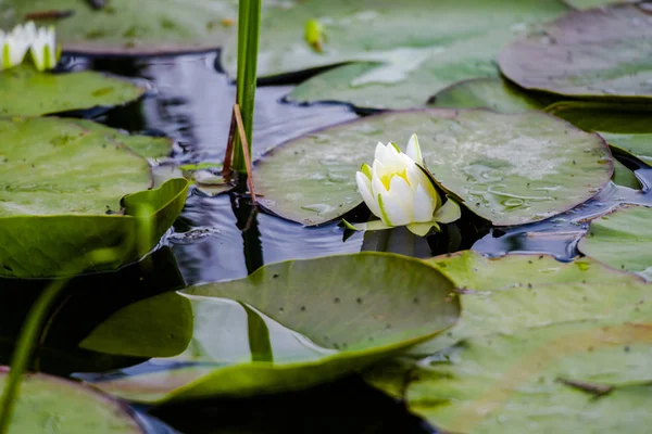 Blühende Pflanzen Flusswasser — Stockfoto