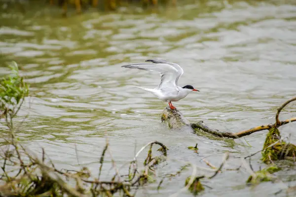 Vogelbeobachtung Fluss Bei Grauem Tag — Stockfoto