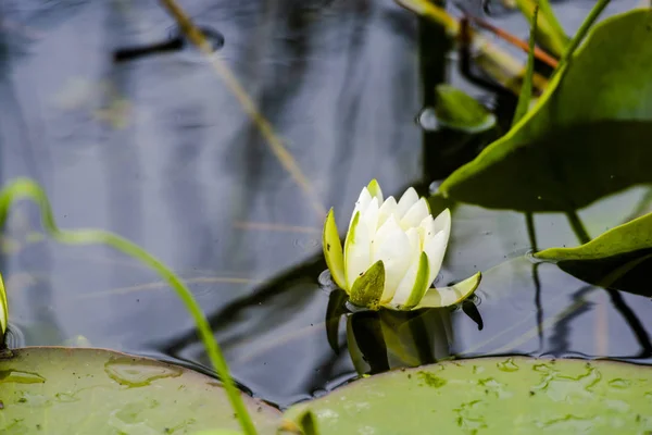 Blühende Pflanzen Flusswasser — Stockfoto