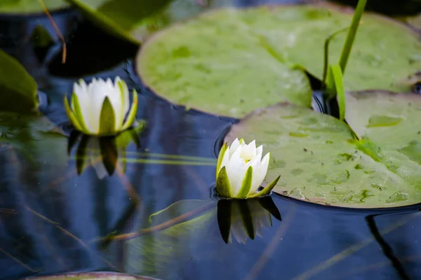 Blühende Pflanzen Flusswasser — Stockfoto