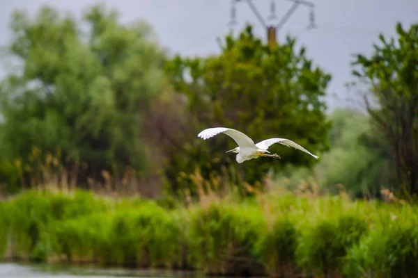 Observación Aves Por Río Durante Día Gris —  Fotos de Stock