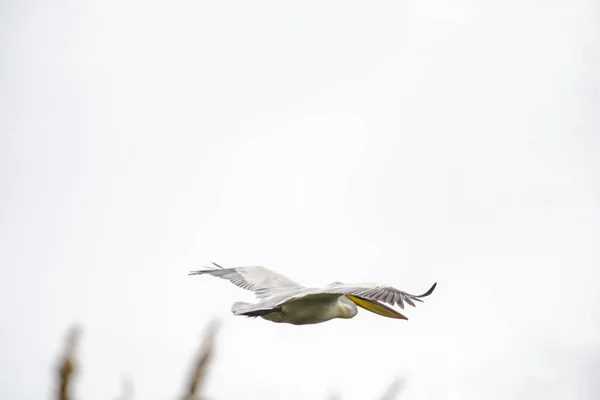 Pasăre Care Zboară Cerul Gri — Fotografie, imagine de stoc